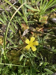Ranunculus robertsonii