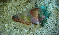 Conus lividus