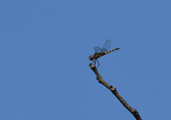 Urothemis signata