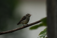 Dicaeum erythrorhynchos