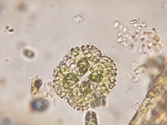 Cosmarium