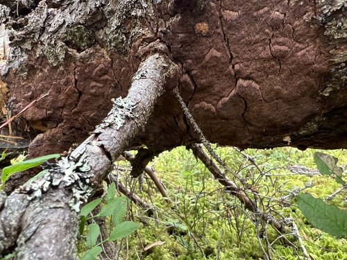 Phellinidium ferrugineofuscum