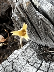 Calochortus macrocarpus