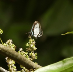 Psychonotis caelius