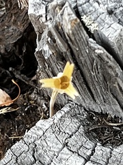 Calochortus macrocarpus