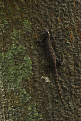 Hemidactylus leschenaultii