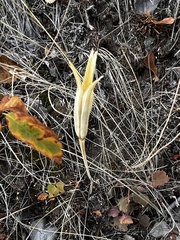 Calochortus macrocarpus