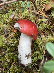 Russula paludosa