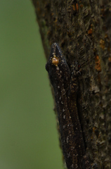 Hemidactylus leschenaultii