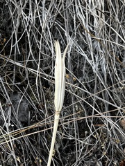 Calochortus macrocarpus