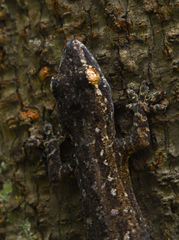 Hemidactylus leschenaultii