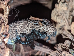 Strobilomyces confusus