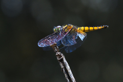 Aethriamanta brevipennis