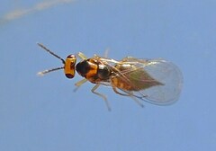 Eulophidae