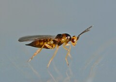 Eulophidae