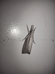 Eoreuma densellus
