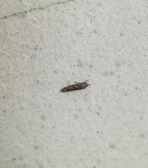 Lepidoptera