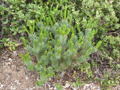 Pinus culminicola