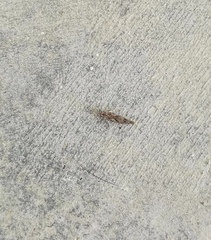 Lepidoptera