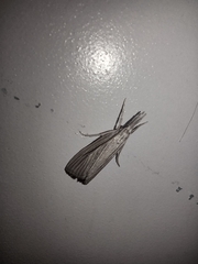 Eoreuma densellus