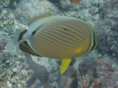 Chaetodon lunulatus