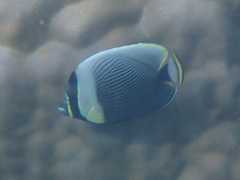Chaetodon reticulatus