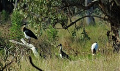 Threskiornis spinicollis