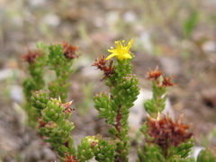 Sedum macdonaldii