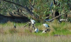 Threskiornis molucca