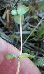 Euphorbia albomarginata