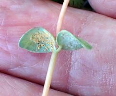 Euphorbia albomarginata