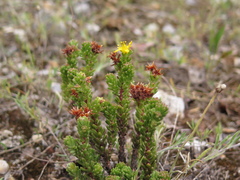 Sedum macdonaldii