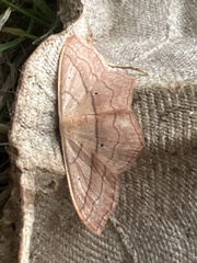 Scopula imitaria