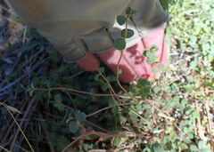 Euphorbia albomarginata