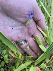 Gentianopsis simplex