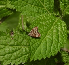 Choreutis periploca