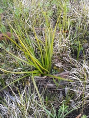 Burchardia umbellata