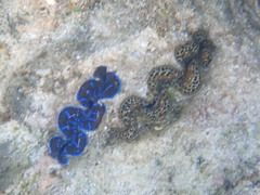 Tridacna maxima