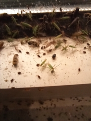 Trigonotylus