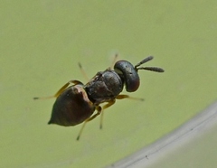 Pteromalidae