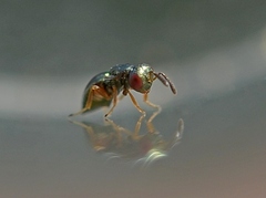 Pteromalidae
