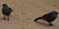 Struthidea cinerea