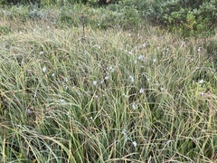 Eriophorum gracile