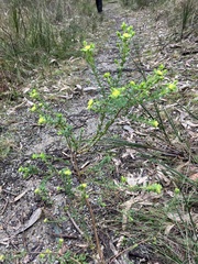 Pimelea flava