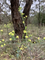 Pimelea flava