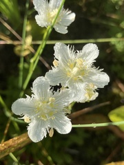 Parnassia cirrata intermedia