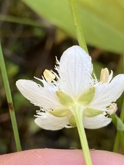 Parnassia cirrata intermedia