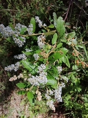 Ceanothus caeruleus