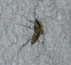 Aedes sollicitans
