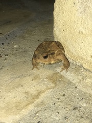 Bufo spinosus
